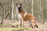 MALINOIS 654